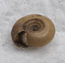 Attēlu rezultāti vaicājumam “Planorbidae”