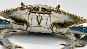 Image result for Callinectes sapidus