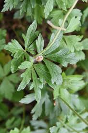 Attēlu rezultāti vaicājumam “Anemone sylvestris leaf”