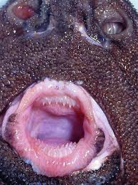 Image result for Dalatias licha