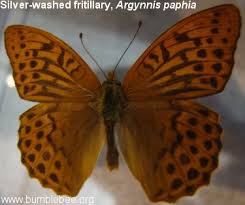 Attēlu rezultāti vaicājumam “Clossiana euphrosyne underside”