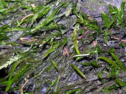 Attēlu rezultāti vaicājumam “Fontinalis antipyretica”