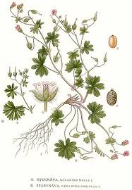 Attēlu rezultāti vaicājumam “Geranium pusillum leaf”