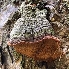 Attēlu rezultāti vaicājumam “Phellinus pini”