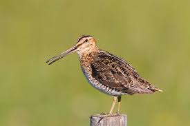 Image result for Gallinago delicata