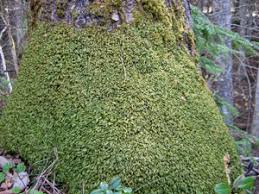 Attēlu rezultāti vaicājumam “Homalia trichomanoides sporophyte”