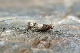 Attēlu rezultāti vaicājumam “Notocelia roborana”