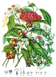 Attēlu rezultāti vaicājumam “Rubiaceae”