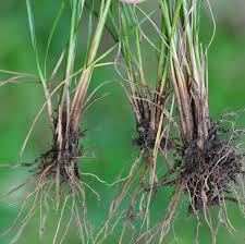 Attēlu rezultāti vaicājumam “Juncus stygius”