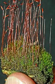 Attēlu rezultāti vaicājumam “Ceratodon purpureus sporophyte”