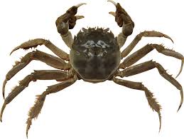 Image result for Eriocheir sinensis