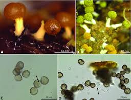 Attēlu rezultāti vaicājumam “Physarum luteolum young”