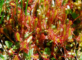 Attēlu rezultāti vaicājumam “Drosera anglica fruit”