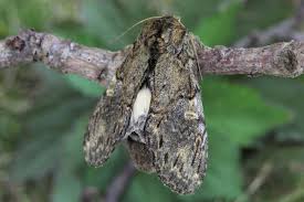 Attēlu rezultāti vaicājumam “Peridea anceps”