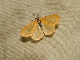 Attēlu rezultāti vaicājumam “Setina irrorella”