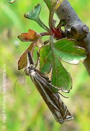 Attēlu rezultāti vaicājumam “Crambus heringiellus”