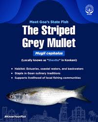 Image result for Mugil cephalus