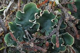 Attēlu rezultāti vaicājumam “Peltigera malacea”