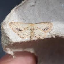 Attēlu rezultāti vaicājumam “Idaea dimidiata”