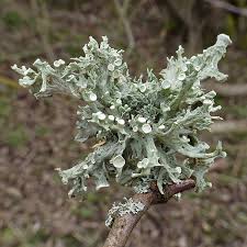 Attēlu rezultāti vaicājumam “Tremella ramalinae”