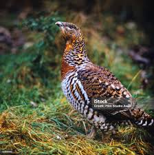 Attēlu rezultāti vaicājumam “Tetrao urogallus female”