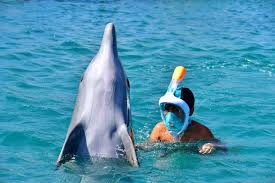 Image result for Belfairs Dolphins Snorkelling Club