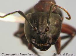 Attēlu rezultāti vaicājumam “Camponotus herculeanus”
