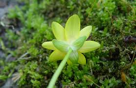 Attēlu rezultāti vaicājumam “Ficaria verna flower”