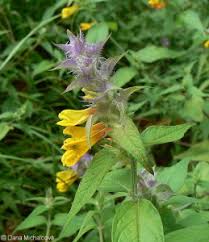 Attēlu rezultāti vaicājumam “Melampyrum nemorosum leaf”