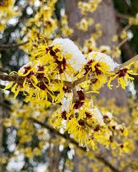 Attēlu rezultāti vaicājumam “Hamamelis mollis flower”