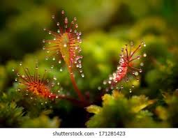 Attēlu rezultāti vaicājumam “Drosera anglica flower”