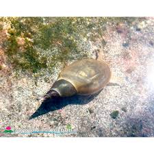 Attēlu rezultāti vaicājumam “Lymnaea stagnalis”