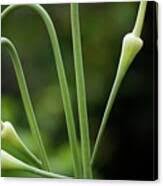 Attēlu rezultāti vaicājumam “Allium sativum bud”