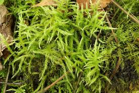 Attēlu rezultāti vaicājumam “Cirriphyllum piliferum”