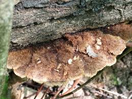 Attēlu rezultāti vaicājumam “Gloiodon strigosus”