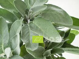 Image result for Salbei