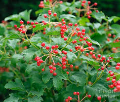 Attēlu rezultāti vaicājumam “Viburnum opulus fruit”