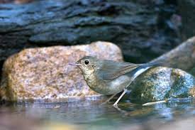 Image result for Luscinia cyane