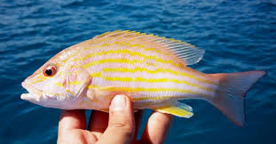 Image result for Lutjanus synagris