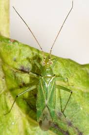 Attēlu rezultāti vaicājumam “Blepharidopterus angulatus”