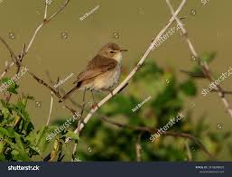 Image result for Hippolais caligata