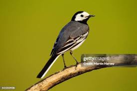 Attēlu rezultāti vaicājumam “Motacilla alba”