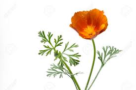 Attēlu rezultāti vaicājumam “Eschscholzia californica leaf”