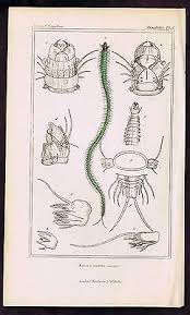 Attēlu rezultāti vaicājumam “Annelides”