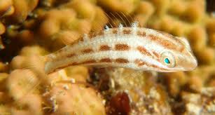 Image result for Scarus rubroviolaceus