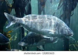 Image result for Lithognathus lithognathus