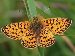 Attēlu rezultāti vaicājumam “Boloria eunomia underside”