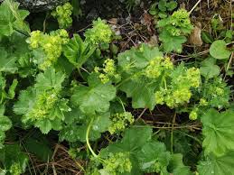 Attēlu rezultāti vaicājumam “Alchemilla subcrenata  flower”