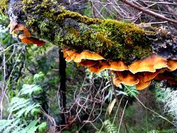 Attēlu rezultāti vaicājumam “Pycnoporellus fulgens”