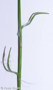 Attēlu rezultāti vaicājumam “Luzula pilosa”